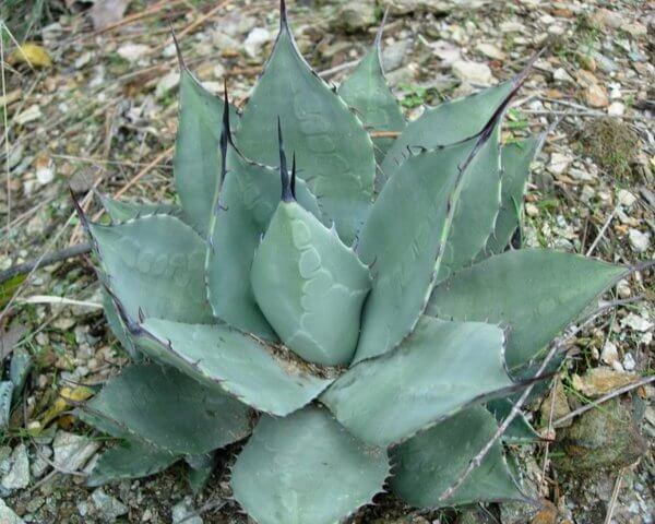 Huachuca Agave (Agave parryi var. huachucensis) - Succulent plants