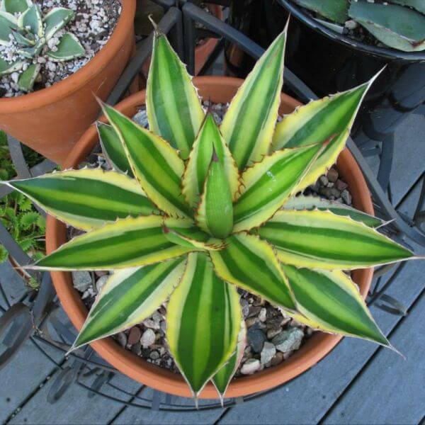 Agave univittata 'Quadricolor' - Succulent plants