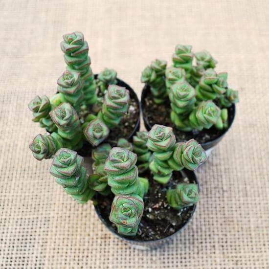 Crassula 'Baby's Necklace' - Succulent plants