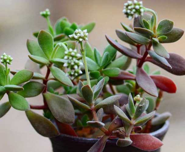 Crassula atropurpurea var. watermeyeri - Succulent plants