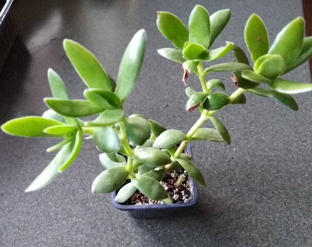 Crassula dejecta (Doily Crassula) - Succulent plants