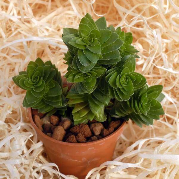 Red Crassula (Crassula coccinea) - Succulent plants