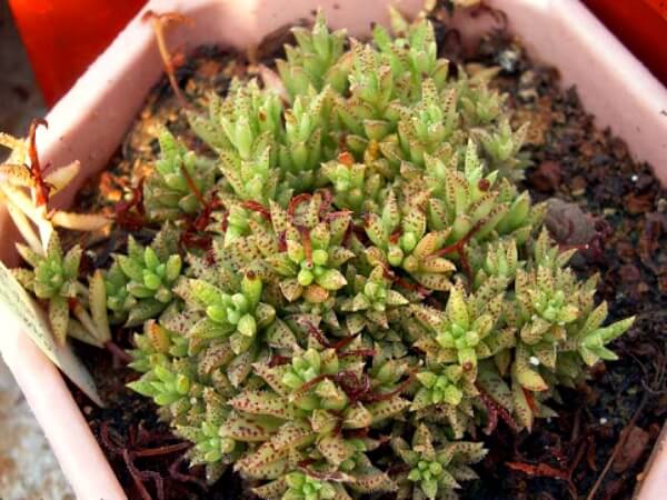 Crassula exilis subsp. sedifolia - Succulent plants