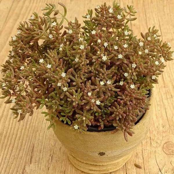 Crassula humbertii - Succulent plants