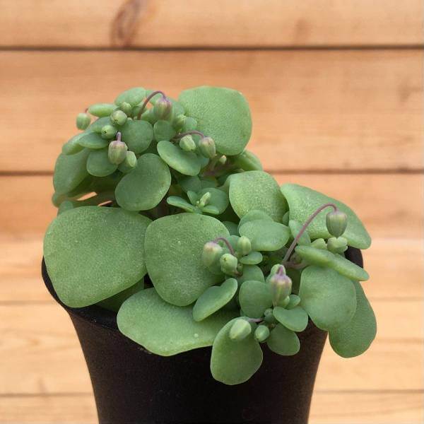 Crassula nemorosa - Succulent plants
