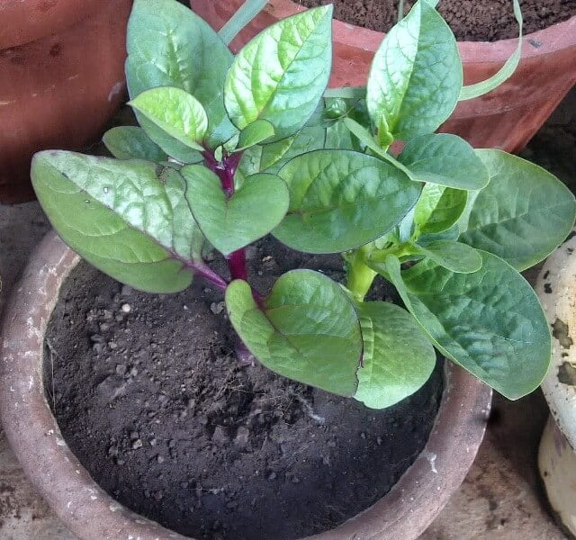 Malabar spinach (Basella alba) - Vegetable garden