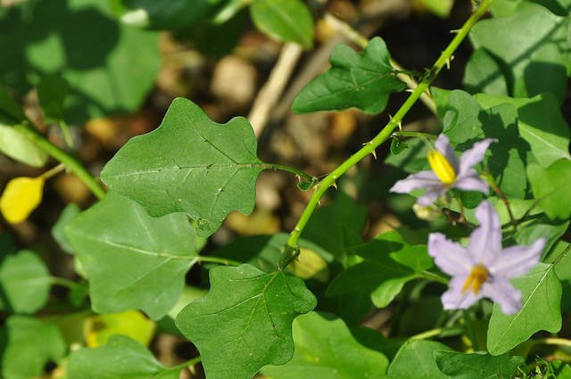 Solanum trilobatum - Herb garden