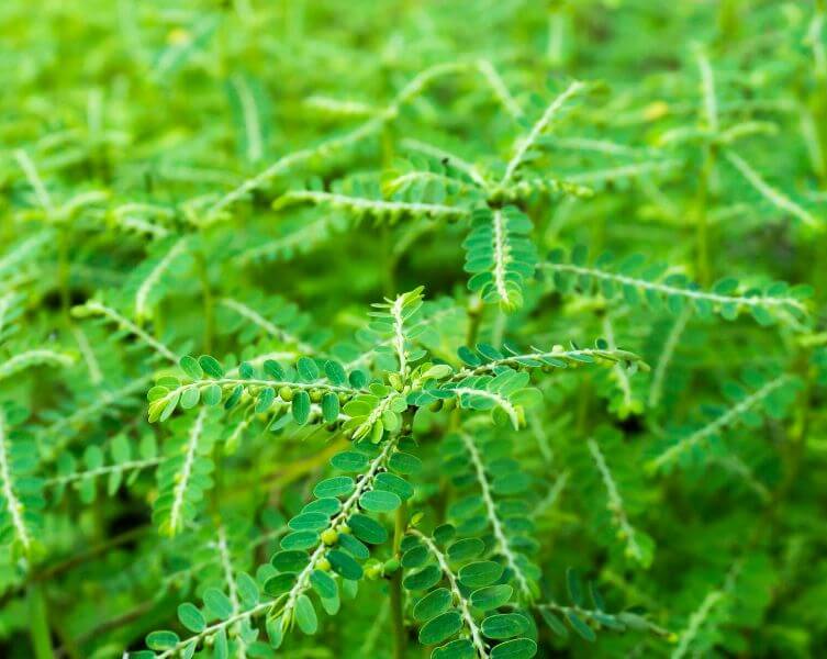 Stonebreaker (Phyllanthus niruri) - Herb garden