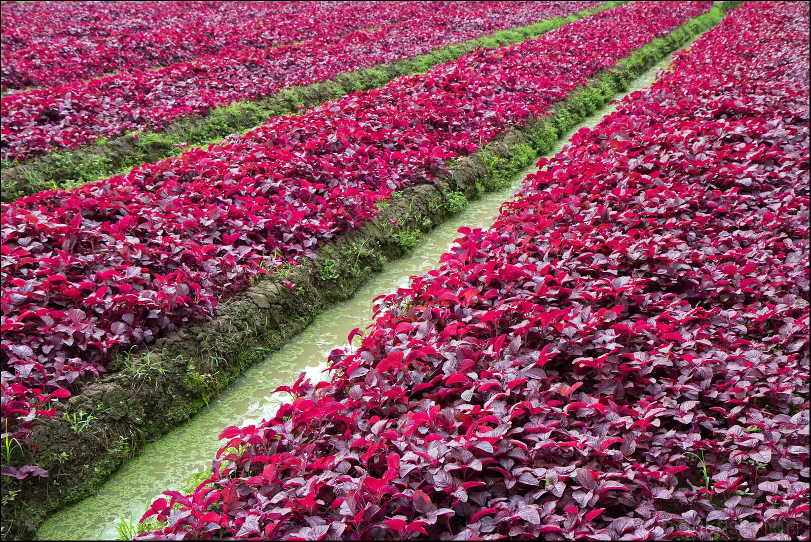 red spinach farm