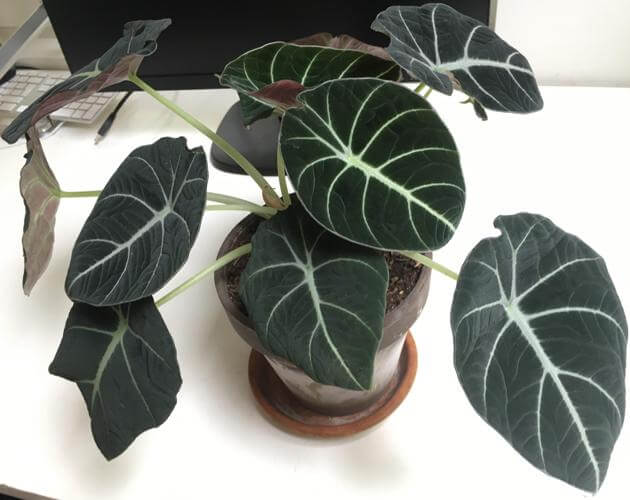 Alocasia Black Velvet - Indoor House Plants