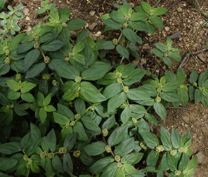 Asthma herb (Euphorbia hirta) - Herb garden