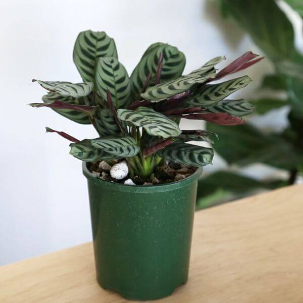 Ctenanthe burle-marxii (Fishbone prayer plant) - Indoor House Plants