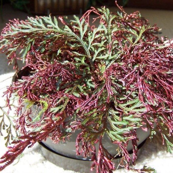 Selaginella erythropus - Indoor Plants