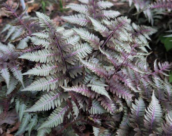 Japanese painted fern