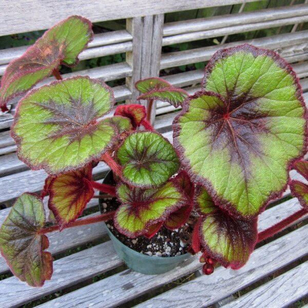Begonia ‘Curly Fireflush’ - Indoor Plants