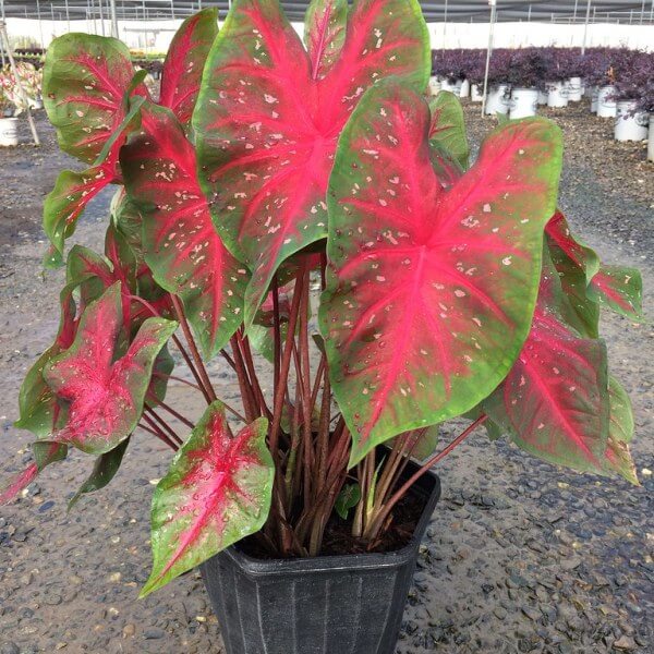 Caladium 'Red Flash' - Foliage Plants