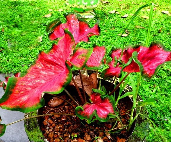 Caladium bicolor 'Florida Beauty'