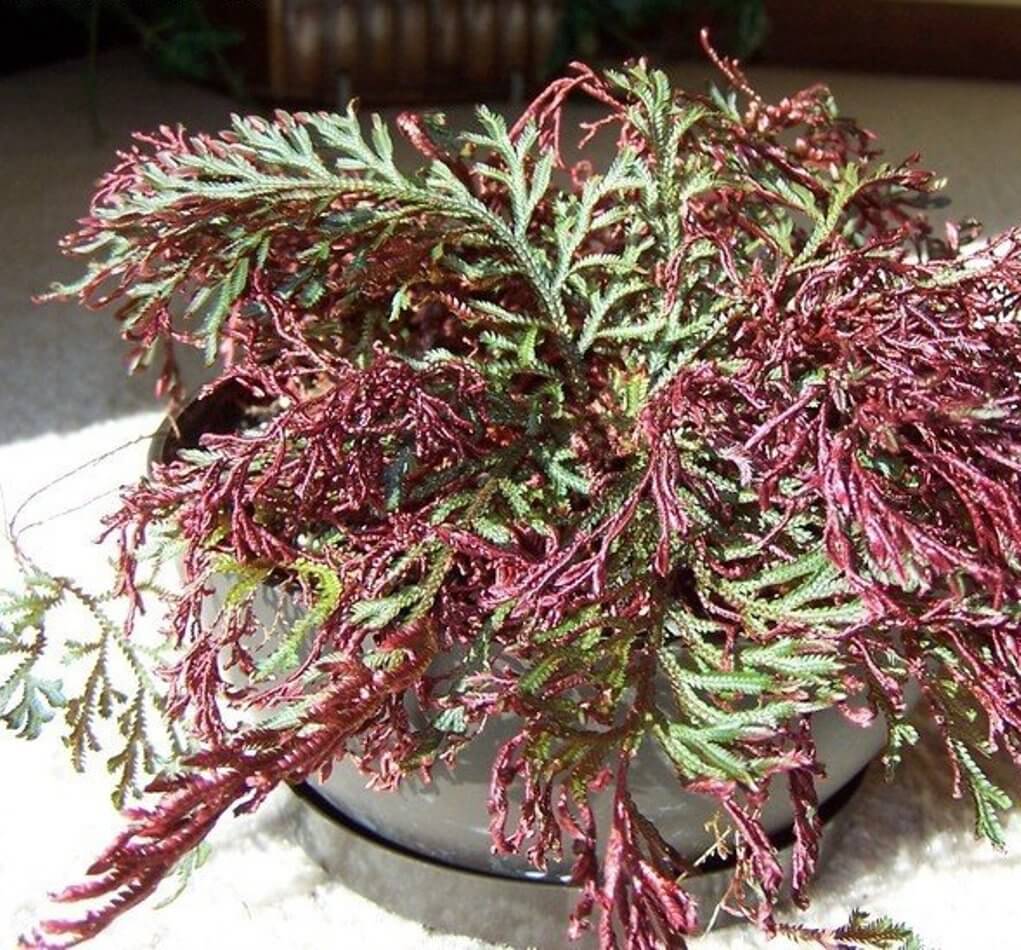 Selaginella erythropus ‘Sanguinea’ - Indoor Plants