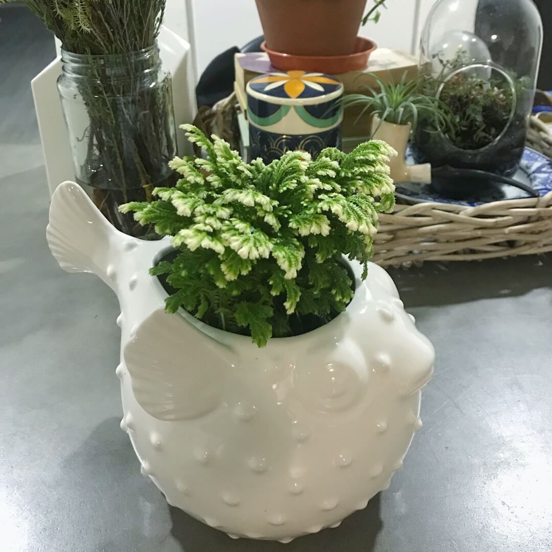 Selaginella kraussiana 'Frosty Fern' - Indoor Plants