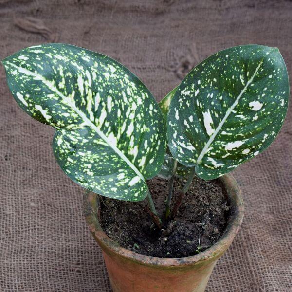 Spotted Evergreen (Aglaonema costatum) - Indoor Plants