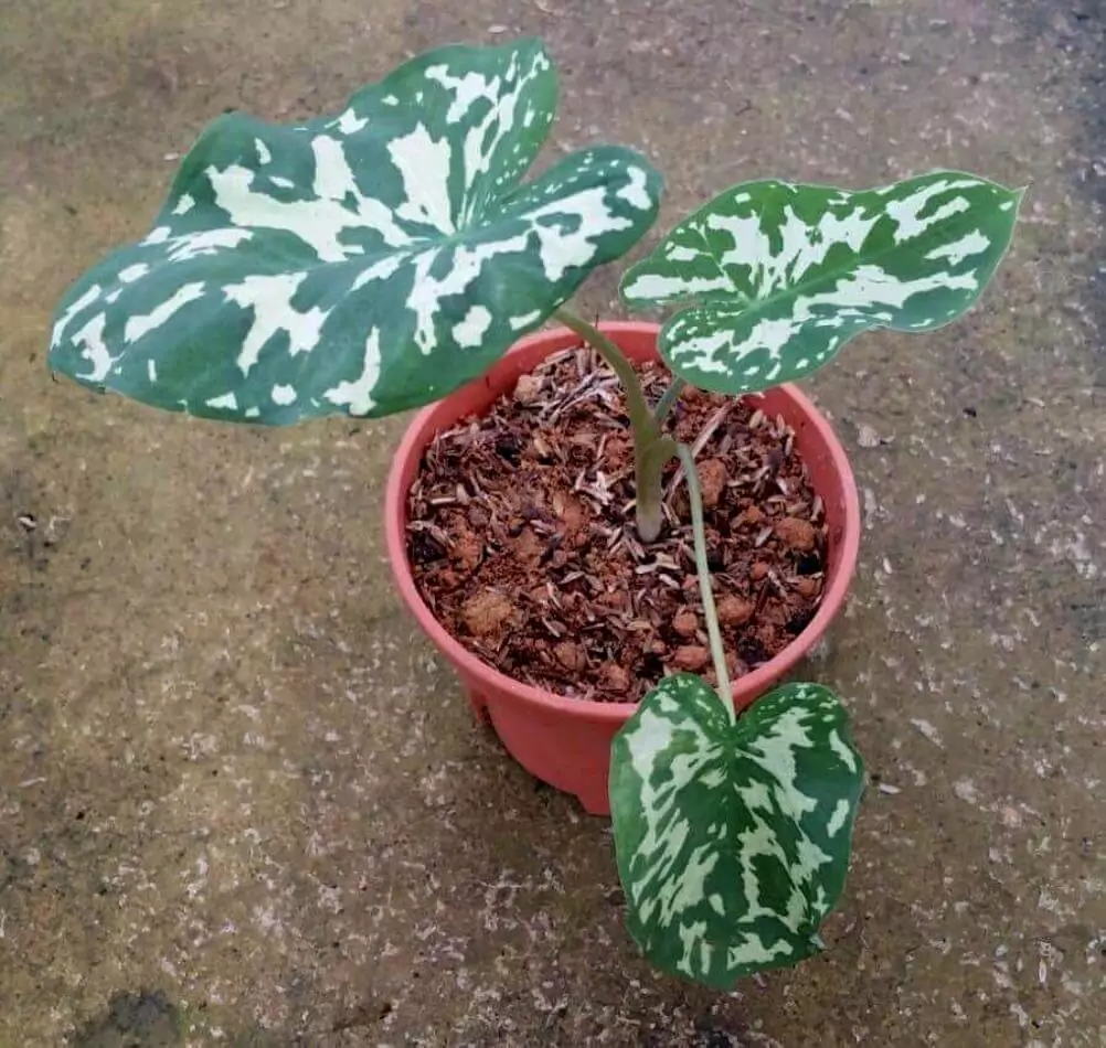 Alocasia 'Hilo Beauty' - indoor plant