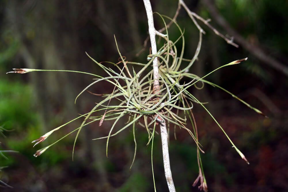 Ball moss (Tillandsia recurvata) - Indoor Plants
