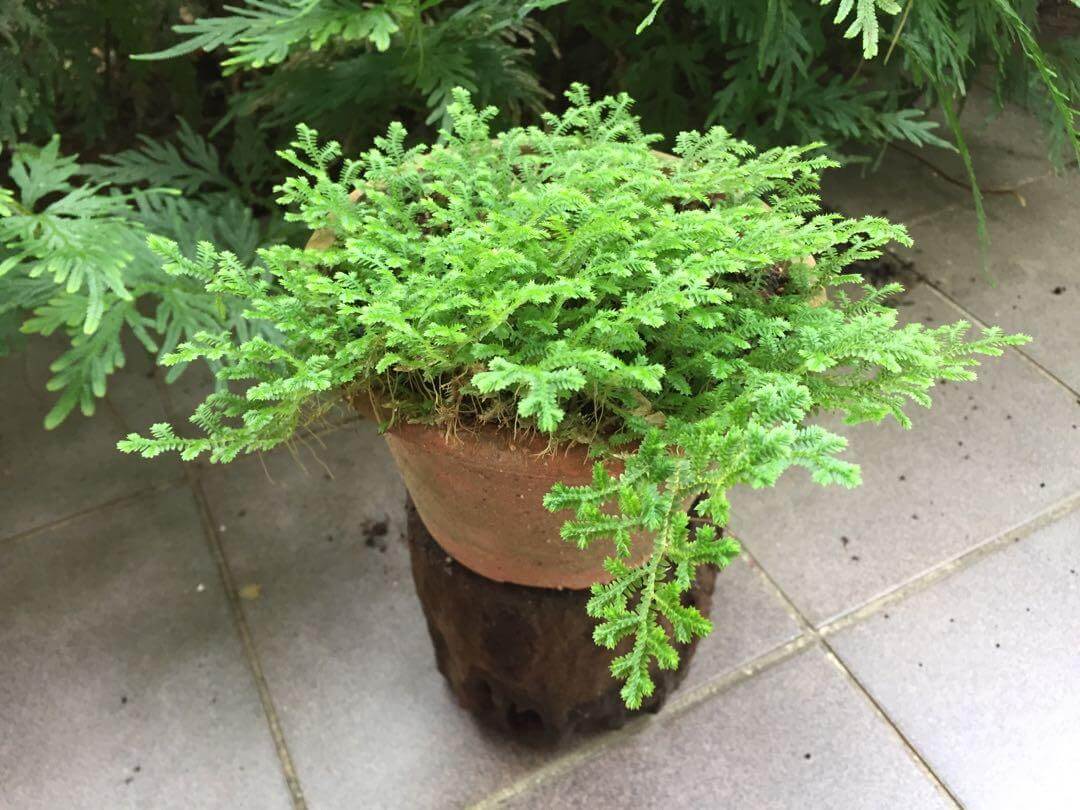 Selaginella stauntoniana - Indoor Plants