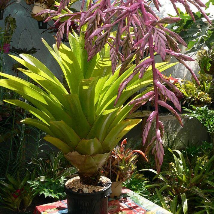 Tillandsia australis - Flowering plants