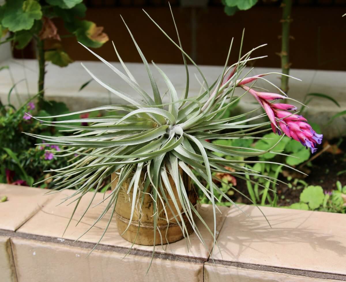 Tillys (Tillandsia stricta) - Indoor Plants