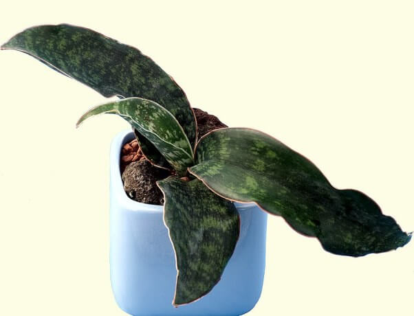 Dracaena pethera - Succulent plants