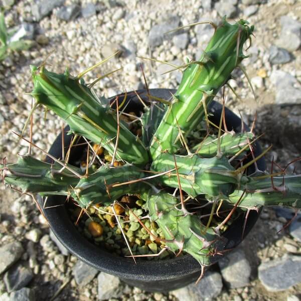 Euphorbia actinoclada - Succulent plants