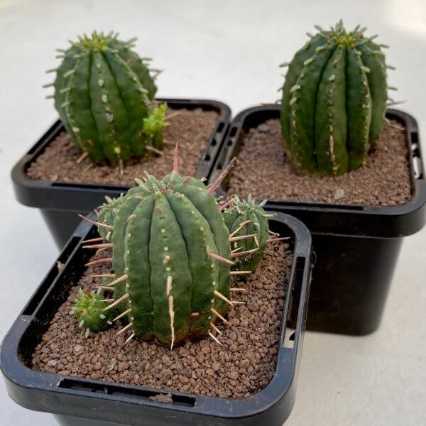 Euphorbia aggregata - Succulent plants