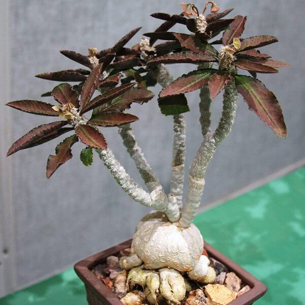 Euphorbia ambovombensis - Succulent plants