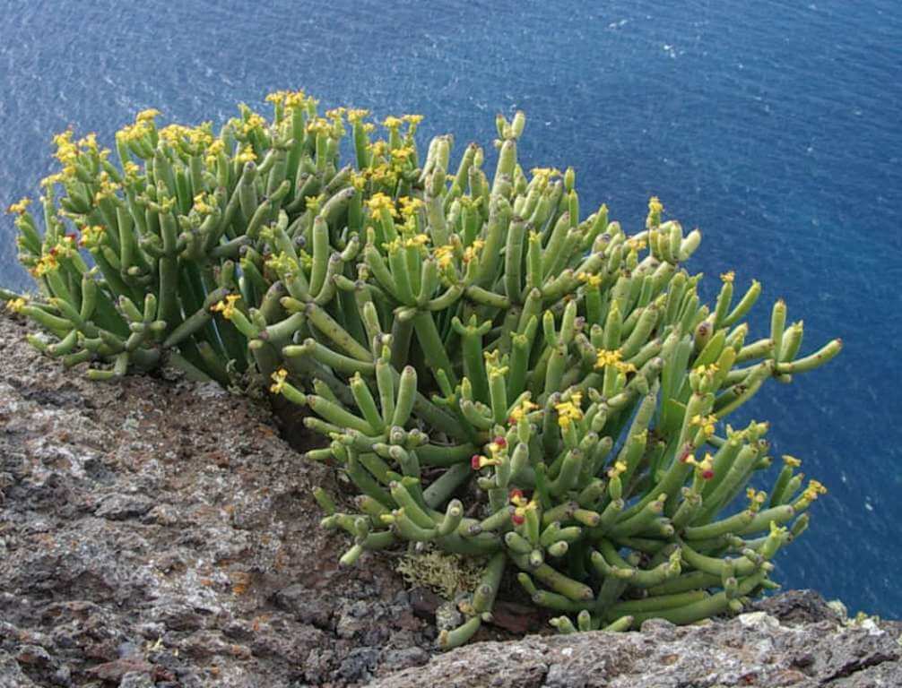 Euphorbia aphylla - Succulent plants