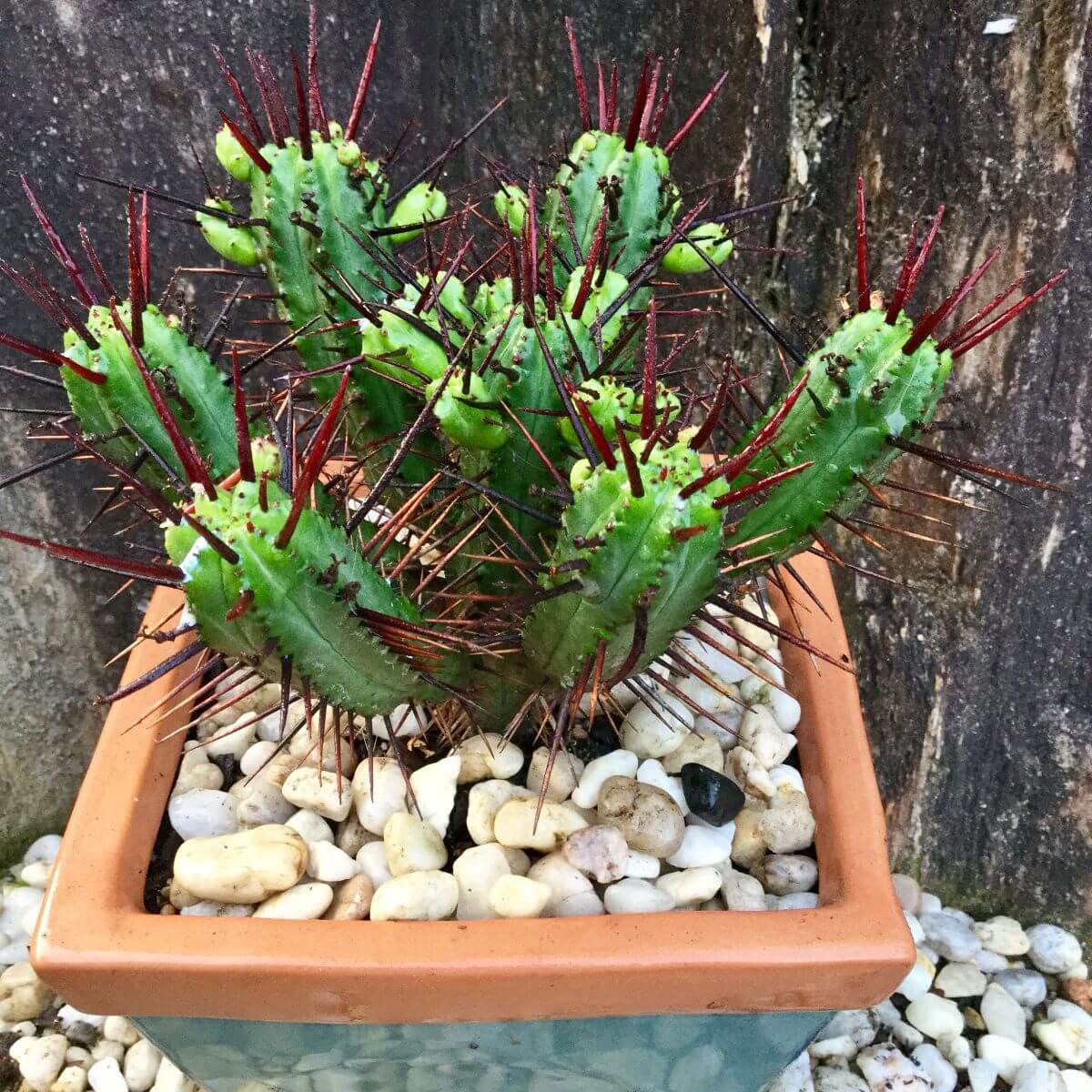 Euphorbia atrispina - Succulent plants