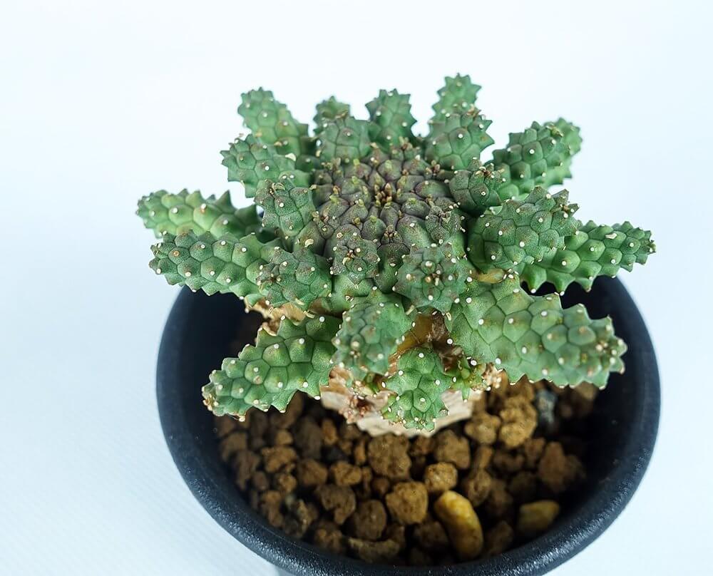 Euphorbia atroviridis - Succulent plants