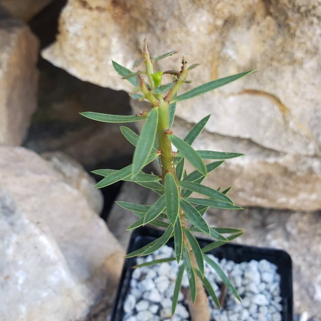 Euphorbia balsamifera - Succulent plants