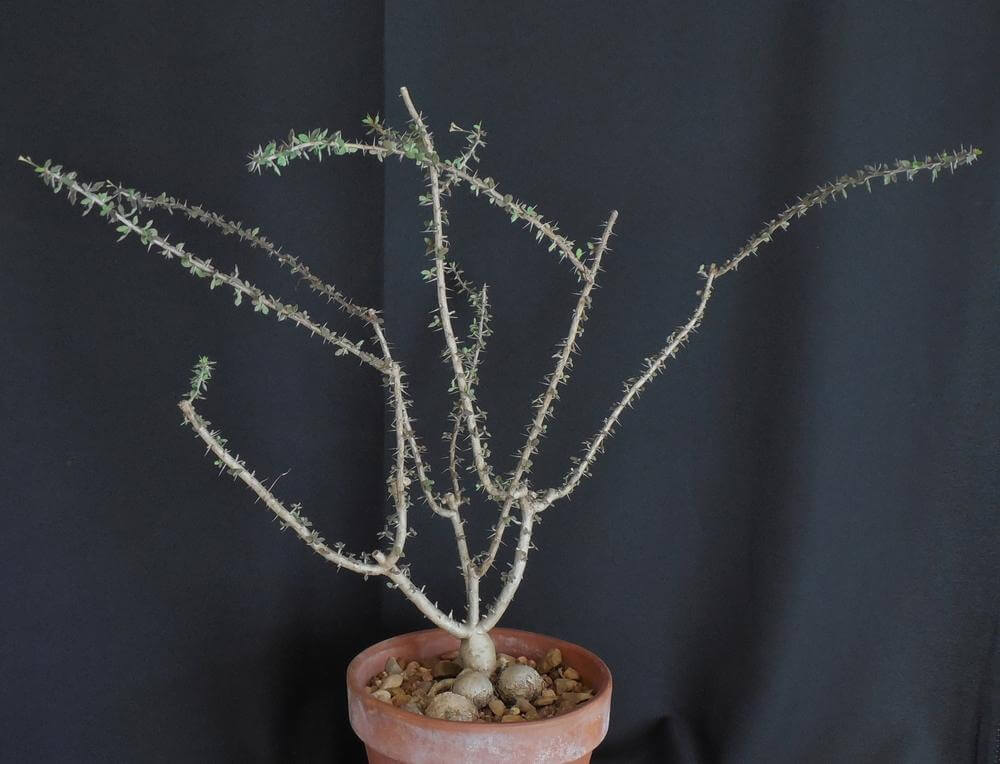 Euphorbia beharensis var. guillemetii - Succulent plants