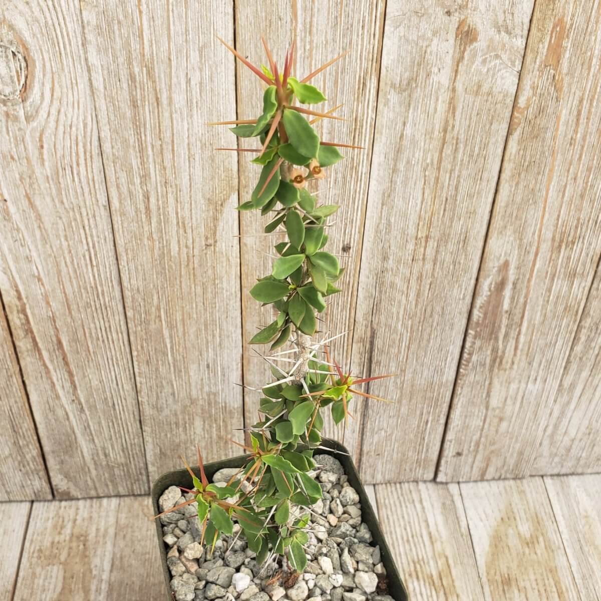 Euphorbia beharensis - Succulent plants