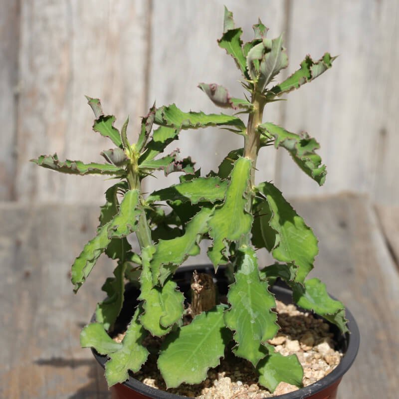 Euphorbia biselegans - Succulent plants