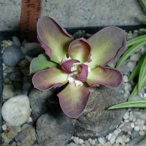 Euphorbia bisglobosa - Succulent plants