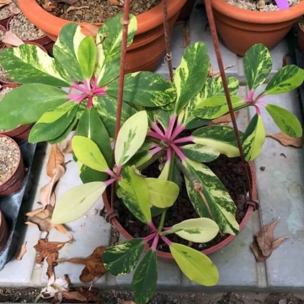 Euphorbia bongolavensis f. variegata - Succulent plants