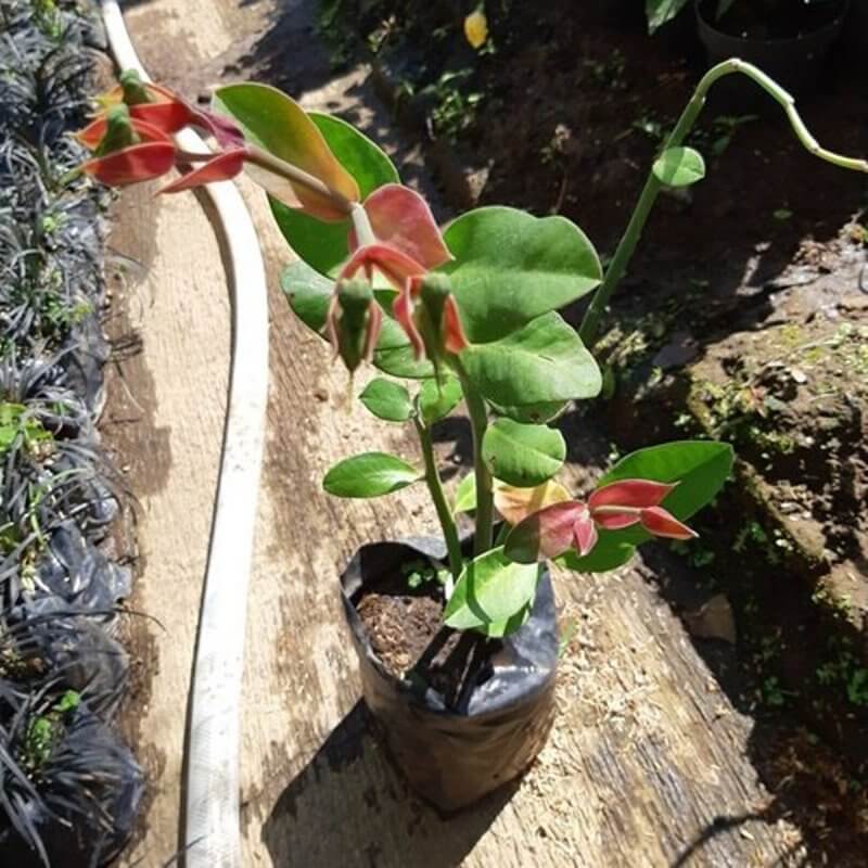 Euphorbia bracteata - Succulent plants