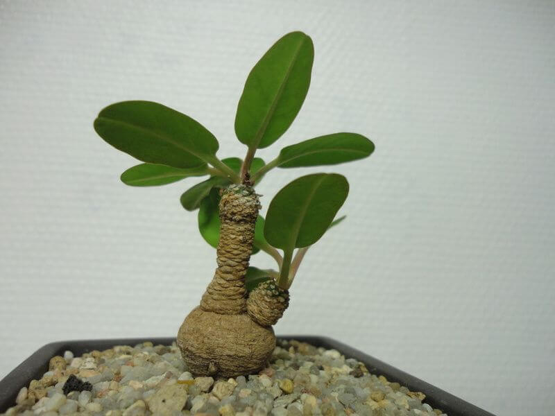 Euphorbia brunellii - Succulent plants