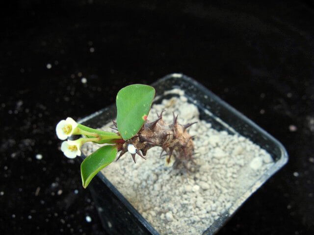 Euphorbia bulbispina - Succulent plants