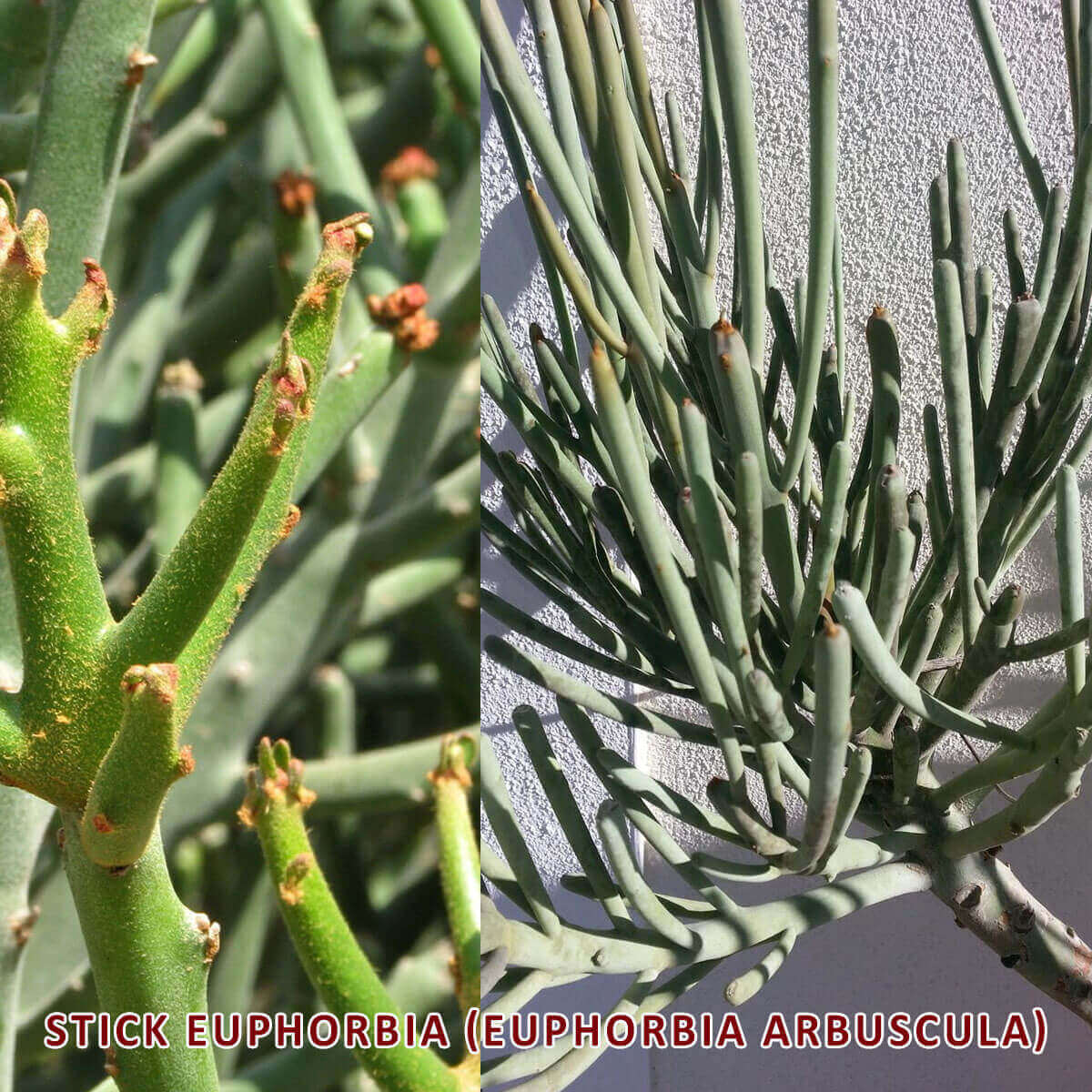 Stick Euphorbia (Euphorbia arbuscula)