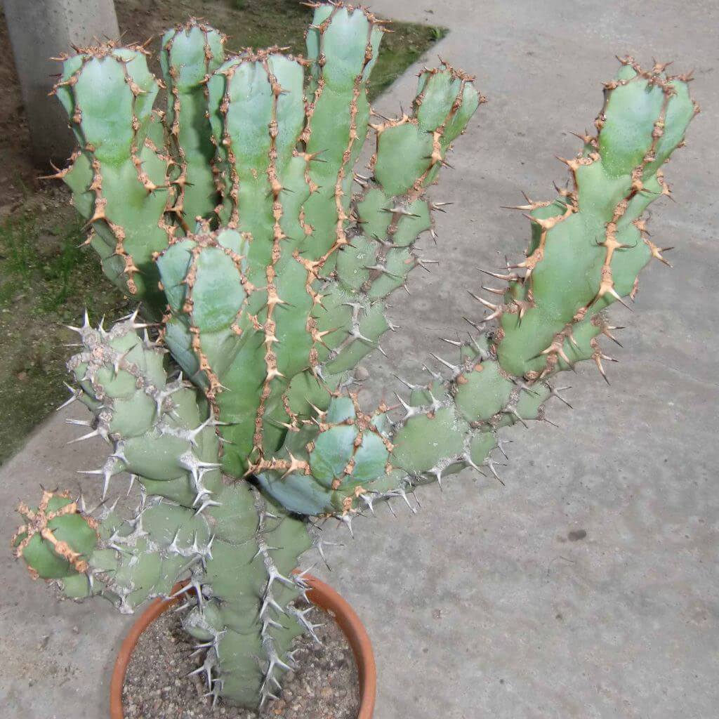 Euphorbia caerulescens - Succulent plants