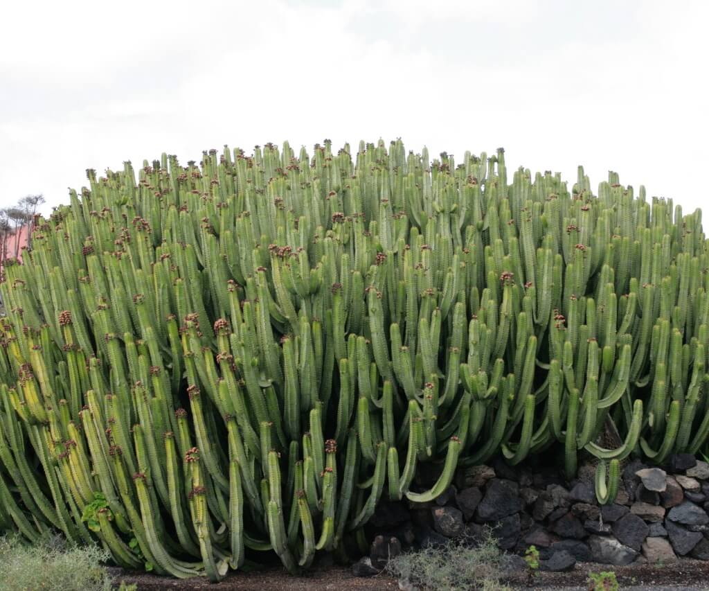 Euphorbia canariensis - Succulent plants