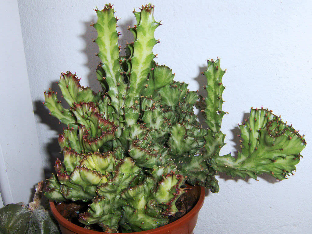 Euphorbia canariensis f. cristata - Succulent plants