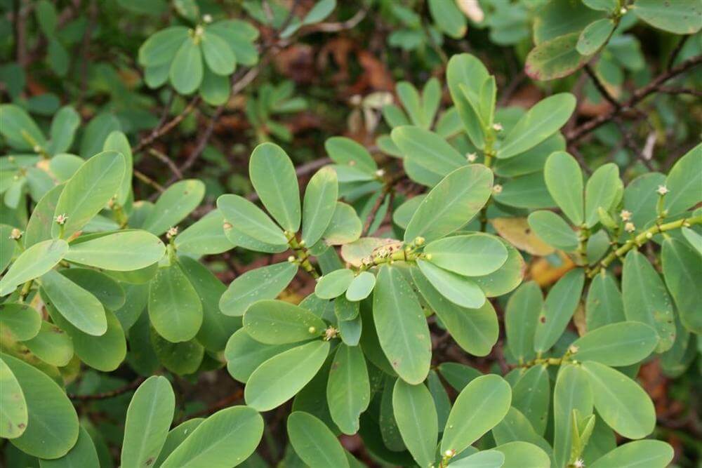 Euphorbia celastroides - Succulent plants